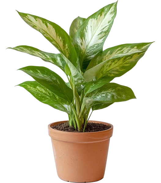 Decorative plant (Demo)