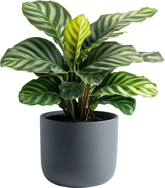 Decorative plant (Demo)